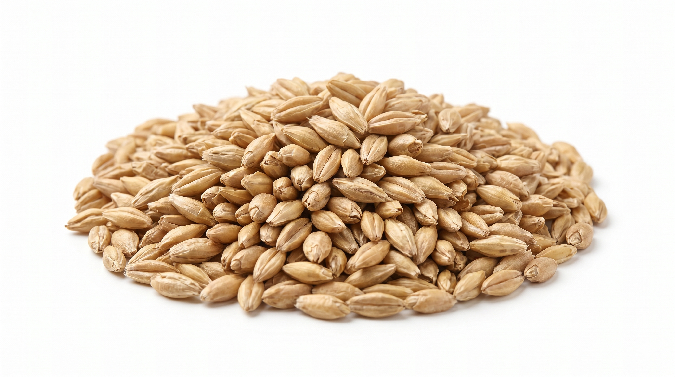 Barley (Jau) (যব)
